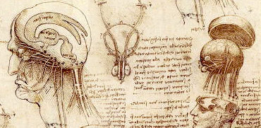 Leonardo's sketch of the human brain and skull